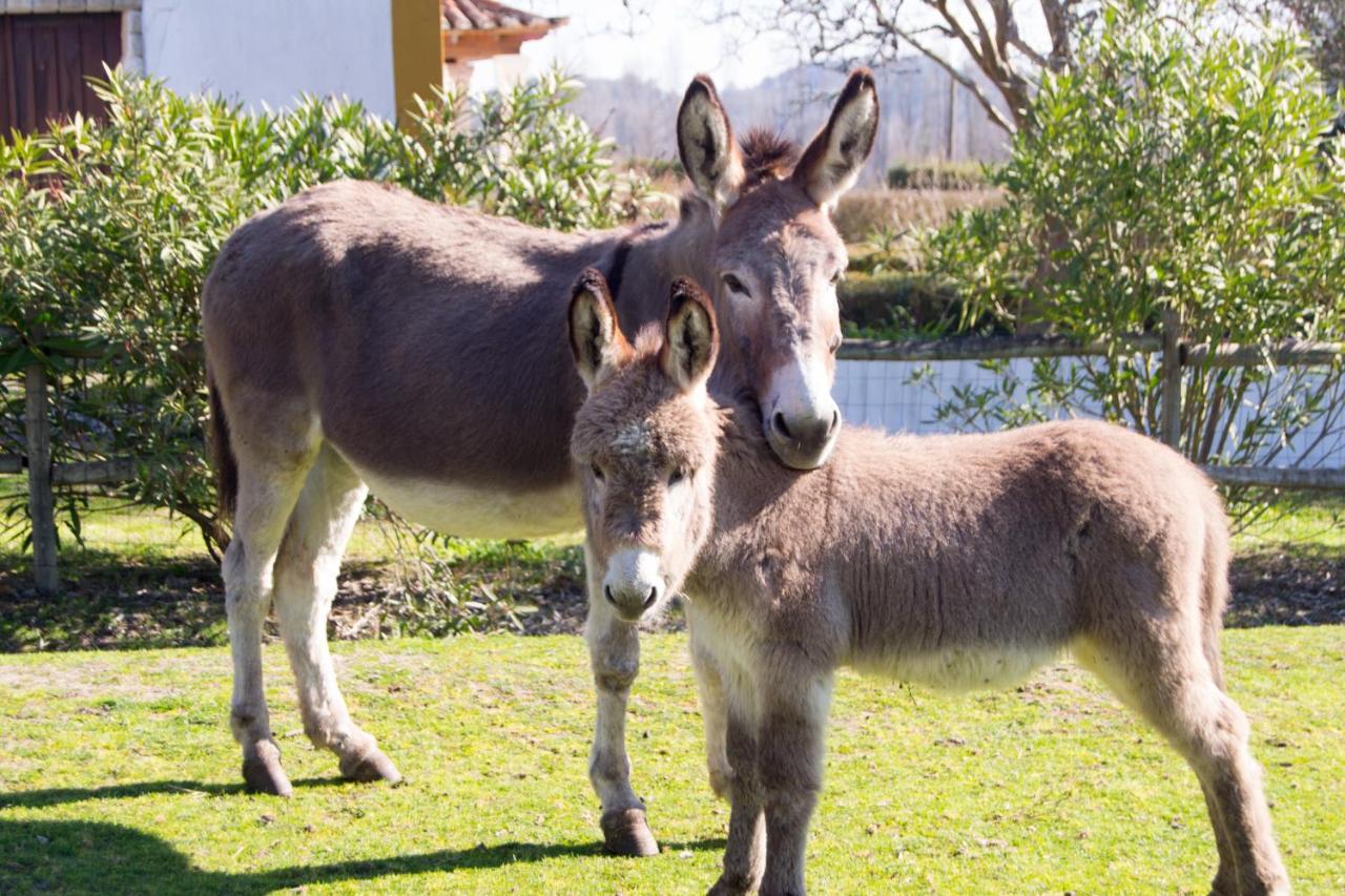 Quinta Da Alcaidaria Mor Villa Ourem Ngoại thất bức ảnh